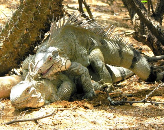 48- Madame Iguane a l'air d'apprecier 